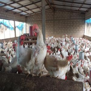 Recherche financement Ferme - viandes et oeufs ferme avicole au togo - recherche de financement----l'agriculture au togo représente 40‰ du pib et occupe près de 65‰ de la population active ce qui fait de ce secteur un des plus prometteurs du pays. passionné par l'agriculture et soucieux du développement de mon pays,  n