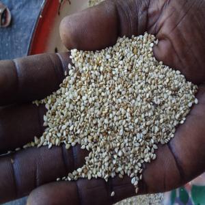 Sesame - fruits secs et graines grillées nous disposons d'une quantité importante de sésame près à etre exportée au cameroun. 1150$/t. plus de 20 container déjà pret. 