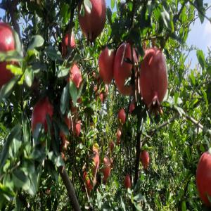 la grenade - fruits et légumes nous sommes une société d'import-export basée sur tétouan-maroc spécialisé dans la vente de fruits et légumes poissons et fruits de mer directement à partir des zones de production (en grossiste). nous proposons des produits à des prix t