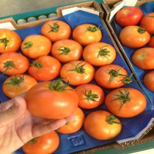 fruits, légumes, poissons et fruits de mer direct - fruits et légumes nous sommes une société marocaine,  spécialisée dans la productions et l'export à l'international d'une grande variété de fruits et légumes. dans le cadre de notre évolution,  nous sommes à la recherche de potentiel clients interss&