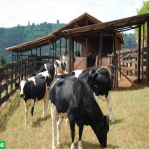 Cherche terrain agricole à louer pour élevage  - mine terrain concession je cherche un terrain agricole à louer ou à acheter pour faire une ferme d'élevage de bœuf et de mouton d'embouche--de préférence dans la région de dakar thiès mbour de 500 m2 à un ha. 