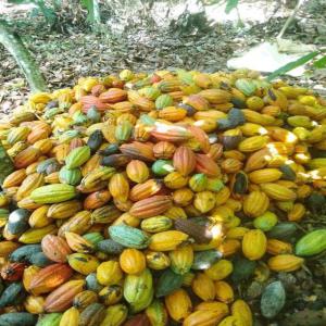 Cacao , Café, Hevea , Noix de cajou... - fruits secs et graines grillées bonjour chères futures client c'est bientôt le lancement officielle du cacao ce qui signifie que nous sommes déjà en pleine production notre structure slh consulting basée en côte d'ivoire ,  recherchons des partenaires ou client sérieux venant de peu im