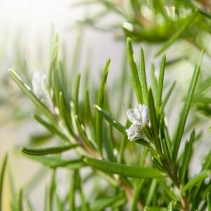 Plantes Françaises Indiennes Ayurvédiques Bio     - matiere vegetale grossiste - fournisseur des plantes françaises et indiennes / ayurvédiques bio.--nous proposons des poudres et des extraits. quelques références standards - --poudres - ashwagandha poudre bio; gymnema poudre bio; amla (amalaki) poudre bio; triphala poudre bio; passiflore 