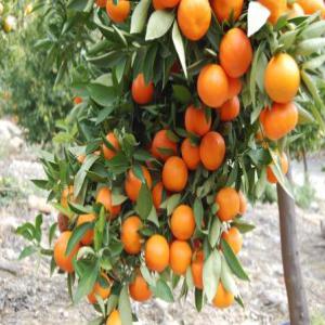 MANDARINE EN GROS - fruits et légumes les mandarines frais de qualité supérieur a prix imbattable !--provenance de cote adriatique / croatie & bosnie-herzegovine--possibilité des livraisons direct chez vous--offre limite / a saisir--