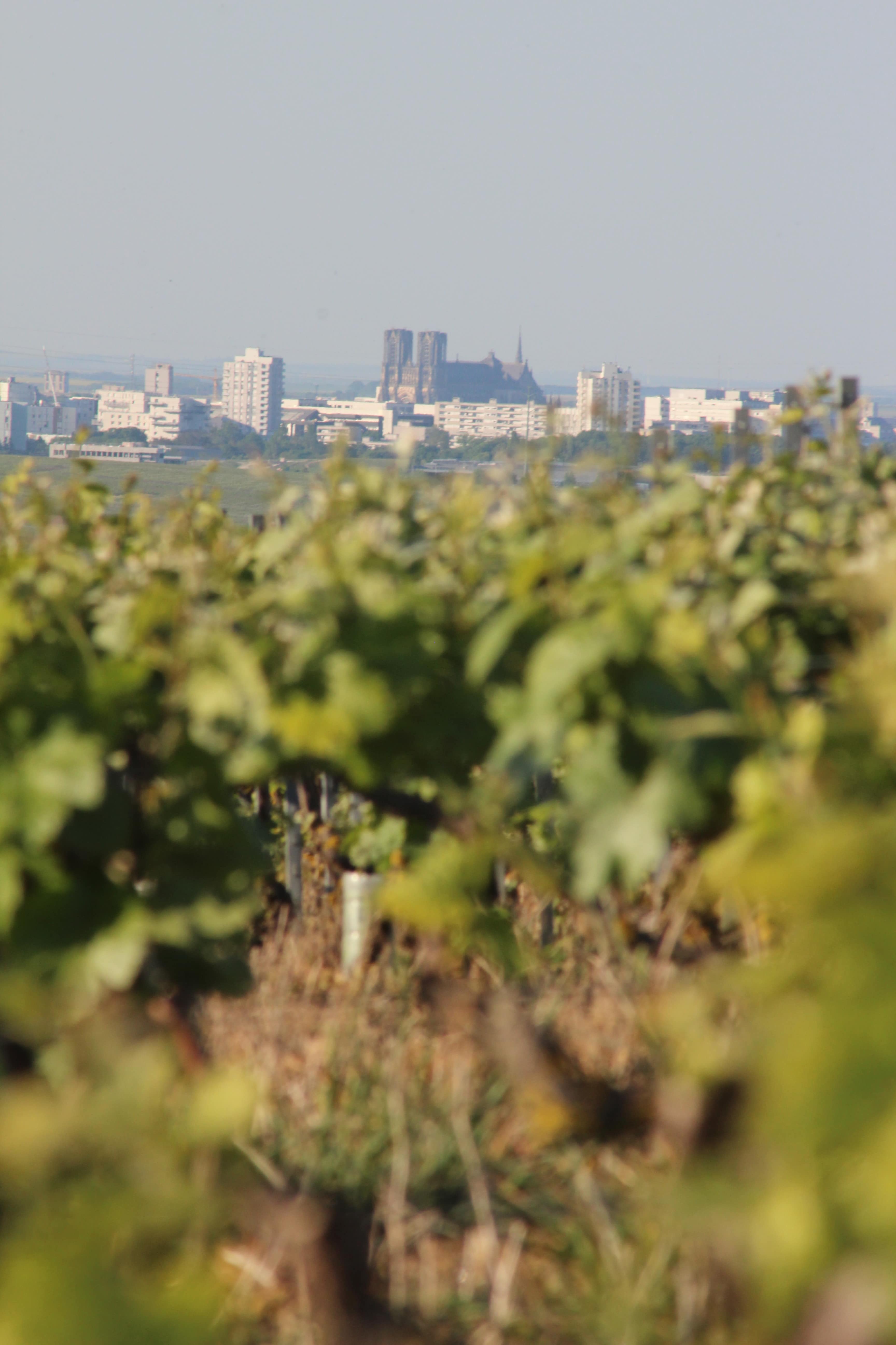 Producteur de Champagne recherche partenariats    - vins vigneron produisant des champagnes de qualité (1er cru) et respectueux de l'environnement,  nous recherchons de nouveaux partenariats afin de continuer le développement de notre marque en france comme à l'export. --le champagne sera à coup sûr indispensable et le pro