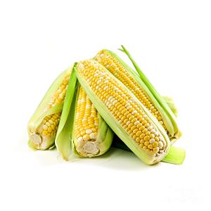 Yellow Corn for sale | White Corn/Maize for sale - cereals white and yellow corn/maize grade 1 manufacturer exporter & supplier in kenya,  south africa - at gloogal market meet one of the best manufacturer exporter & supplier of white and yellow corn/maize. our prices are competitive and our produce meets standard. 