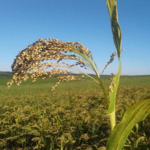 Céréales et légumineuses bio produites dans le 32 - céréales millet,  pois carré,  pois chiche,  blé,  orge brassicole,  teff... n'hésitez pas à nous contacter pour vos besoins,  nous serions ravis d'y répondre 