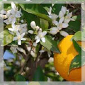 Vente d'huiles essentielles  - huiles extraction et distillation d'huiles essentielles naturelles d'origine tunisienne. notre but est de préserver le produit naturel et d'offrir à notre clientèle une matière première pure. parmi nos produits figurent- essence de neroli,  essence de romarin,  concrè