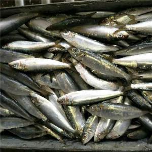 Sardine congelé - poissons je suis un jeune armateure marocain qui fait l exportation du sardine congelé à la recherche des clients qui sont intéresser et merci 