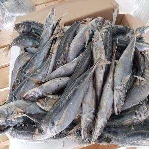 CHINCHARD congelé  - poissons chinchard congelé  d'origine marocain de calibrage (l+25 / m+20 / s+16 / ss+14) par pièce carton de 20 kg ,  minimum a demande conteneur 40 pied de 28 tonne