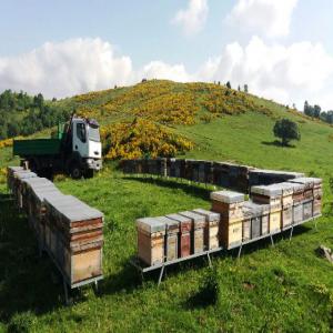 vente de miel en gros - produits sucrés vente de miel en gros 25kg ou 300kg,  miel d'apiculteur professionnel d'origine catalogne (ruches dans parc naturel).--nos miel - thym; eucalyptus; châtaigner; chene; fleurs de montagne; romarin; lavande; acacia.... --propolis brut,  pollen et gelée royale fraîche 