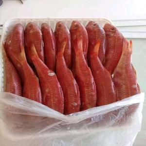 Poissons frais  - poissons bonjour nous cherchons des clients pour le poissons frais d'origine sénégalais rouget,  dorade,  thiof,  rascasse rouge, mérou jaune dentex pagre etc..--n'hésitez pas à nous contacter merci 