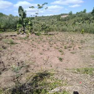 Vends à très bas prix terrain Madagascar  - mine terrain concession vends terrain à madagascar vatomandry(65ha) à 1500 € le ha. plusieurs terrain dispo dans les environs . papiers en règles