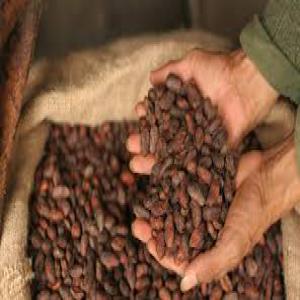 Cacao, Café, Poudre de cacao, Balsa, Bambou etc - café cacao thé nous sommes une entreprise située en equateur. nous exportons du cacao,  café,  poudre de cacao,  balsa,  bambou,  huile de palme,  ivoire végétale,  riz--nos prix a la tonne sont très compétitif du fait que nous travaillons dans le respect du commerce équit