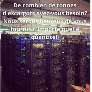 Escargots - viandes et oeufs nous recherchons de nouveaux partenaires en france et dans les pays francophones .--les grossistes,  les usines de transformation,  les magasins et les distributeurs sont les principaux destinataires de nos escargots gros gris--nous sommes prets à livrer chez vous des dizaines des tonnes des es