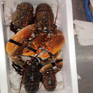 Lobster crab origine Morocco - crustacean shell frozen lobster--frozen crab.--origine morocco.--for export.--by air cargo.--minumun ordre 500 kg.--payment 100% advance.--