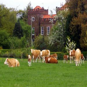 Exportation des Bovins  - animaux vivants nous sommes une grande société international de bétail, on fait l exportation des génisses pleines et veaux de trés bonne qualité d'allemagne , france, portugal vers les pays du maghreb , d'afrique, du golf, turquie, russie...--les races de holstein pie noir et rou