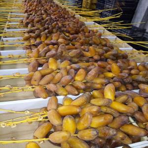 Deglet Nour d'Algerie - fruits et légumes nous vous proposons les dattes d’algérie de qualité supérieure 1er et 2eme choix selon votre besoin,   récolte novembre 2020 enlèvement direct du producteur vers  vous,   disponible en 1kg – 2kg – 5kg,  10kg  ect…--expédition rapide par bateaux ou par avion --