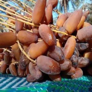 Dates from Algeria - fruits and vegetables hello we are looking for customers in spain / france / europe / africa to market first choice degllet noor dates from algeria