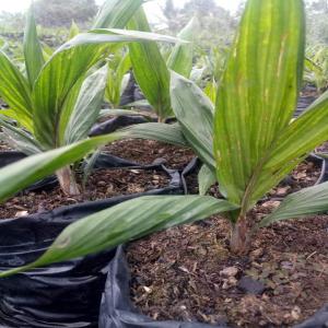 Plants de palmier en vente - autres jeunes plants de palmier à très haut potentiel de production (30t/ha/an) disponibles en côte d'ivoire précisément à  bonoua --180.000f/ha.--stock très limité, --svp n'hésitez pas à nous contacter si besoin.--cordialement--