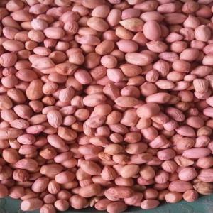 Peanuts of Senegal  - roasted seeds and nuts company,  has a large quantity of clean and excellent quality peanuts from africa at very attractive prices. we are therefore looking for serious customers,  we are offering shelled peanuts on senegalese territory.  contact me by e-mail at whatsup (senegal)