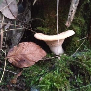 Pied de Mouton - fruits et légumes recherché intéressé par l'achat de champignons pied-de-mouton (hydnum repandum). le produit est récolté manuellement sur les pentes sauvages de la foret portugaise,  garantissant une grande qualité finale. nous avons réussi à garantir une moyenn