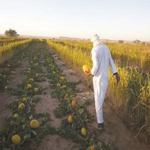 FRUITS et LÉGUMES d'ALGÉRIE - fruits et légumes madame,  monsieur,  ----nous sommes une société d'exportation de fruits et légumes en provenance d'algérie,  à destination des marchés européens. ----nous travaillons directement avec des producteurs algériens. ----le seul intermédiaire ent