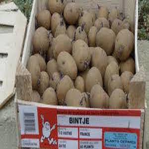 achat 5000 tonnes semence pomme de terre SPUNTA  - semence graine plant bonjour, --je  suis apporteur d'affaire,  je recherche pour mon client 5000 tonnes semence pomme de terre spunta classe e calibre 55 et plus.--mon client c'est une entreprise spécialisé sur les ventes des semence ,  plant et graine en lybie.--merci de me contacté pour plus d'inform