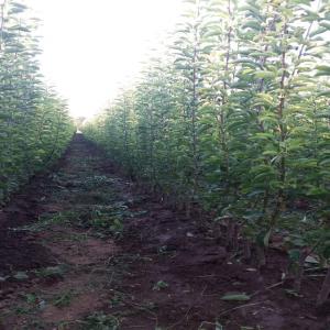 Arbres fruitiers Serbie - semence graine plant propose des plants d'arbres fruitiers,  des plants en colonne de pomme,  cerise,  peche,  nectarine,  poire,  prune,  amande,  coing.--dans notre pépinière,  nous utilisons des porte-greffes non viraux. pépinière d'arbres fruitiers où vous pouvez acheter des plants de pommes et au