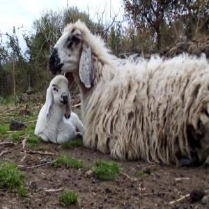 Boucherie Halal en gros - viandes et oeufs nous avons  du la boucherie halal ,  d' agneau e du veau ,  grande quantitee , ,  aussi nous pouvons vendre directement lea animaux vivants  ,  de la sicile .--notre animaux sont libre dans la nature dans les riches collines du centre de la sicile dans un environnement avec zero polution.notre viande est