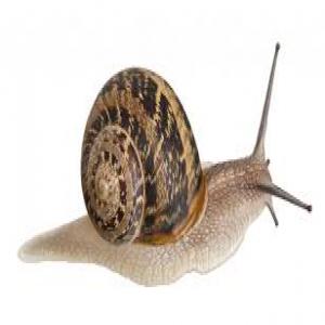 Escargo Snail buyers - other hello,  --we can offer you high-quality edible snails to gastronomic fields for the best price,  feel free to contact me,  thanks