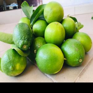 Producteur de citron vert  - fruits et légumes nous sommes à la recherche de futurs partenaires qui sont à la recherche du citrons vert nous sommes capables de produire en grandes quantités sur le tout continent africain et en france aussi .--notre exploitation agricole ce situe au sénégal principalement dans l