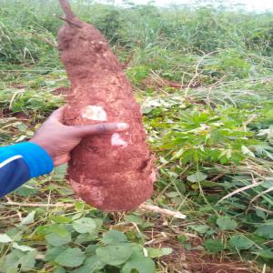 8 ha de manioc - recherche client grossiste - féculents nous disposons dune parcelle de 8 ha de manioc déja en maturité. ce qui vous interressera pour la transformation ou vente en tubercule.la plantation est située a 7 km d'abong mbang,  la premiere ville de l'est cameroun,  a 2h30 de yaoundé et 2h de bertoua venant du nord. ac