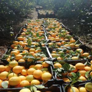 ORANGES JUTEUSE DIRECT  DE L'ARBRE - fruits et légumes bonjour,  nous vendons des oranges navelina de très bonne qualité avec ou sans feuilles. en provenance d’andalousie conditionné dans des boîte de 10kg/ 15kg calibre 2 3 4 5 si vous etes intéressé n'esitez pas à nous contacter. merci