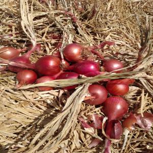 fournisseur fruit et légumes depuis le Maroc - fruits et légumes bonjour, --je recherche des clients pour fournir des fruits et légumes de première qualité depuis le maroc.--la quantité peut etre par plusieurs tonnes et je peux fournir en europe et en afrique.