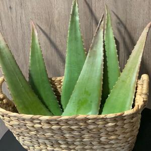 Aloe Vera - matiere vegetale nous sommes producteurs d'aloe vera biologique à alicante,  en espagne. nous proposons des feuilles fraîches pour la transformation