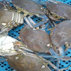 fruit de mer - coquillage crustacé nous sommes à votre disposition de vous fournir n'importe qu'elle quantité  de crâbes.--merci de nous contacter