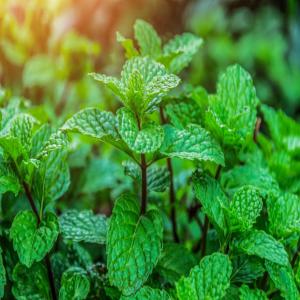 7 hectares de menthe fraîche