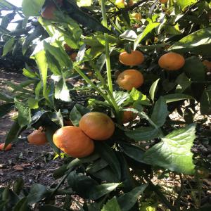 Fournisseur des clementines et oranges - fruits et légumes anas fruits frais recherche des acheteurs des clementines et oranges frais de l'espagne,  on propose un très bon prix et très arrangeant à la livraison au meme temps.----intéresses n'hésitez pas à nous contacter.----merci d'avance.