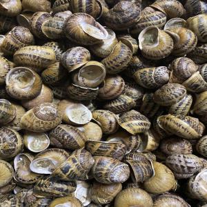 Helix Aspersa Muller / Helix Aspersa Maxima - animaux vivants bonjour, ----nous sommes les producteurs des escargots helix aspersa muller et helix aspersa maxima.-- --nous élevons 100 tonnes de produit naturel de haute qualité sur une base industrielle dans la zone écologiquement pur de l’ukraine sous la direction du professeur de l’inra &a