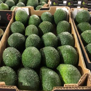 Avocats maroc - fruits et légumes avocats hass maroc qualité prenuim calibre 14 / 16 /18 / 20 / 22 en colis de 4kg et calibre 24 en colis de 10 kg