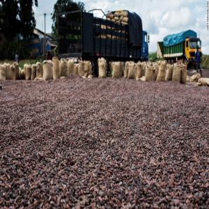 Recherche de partenaires  sérieux gagnant gagnant - café cacao thé bonjour je suis responsable d une coopérative agricole nous recherchons des partenaires sérieux pour bien mener notre activité nous baser dans régions du bas sassandra précisément en côte d'ivoire et nous escadrons plus de 1500 planteurs intéres