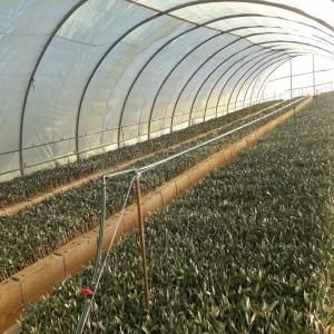 Plants Olivier et Amandiers - semence graine plant bonjour --nous somme une pépinière  marocaine agréer nous avons une production amandier et olivier d'excellente qualité et de différente variété et critères nous installons les fermes aussi et les pépinière clés en mains .-