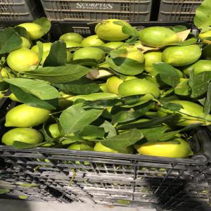 CITRON  d ́Andalousie - fruits et légumes citron viena de très bonne qualité en provenance d’andalousie en vrac. si vous etes intéressé n'esitez pas à nous contacter. merci 