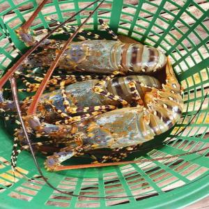 Fournisseur des langoustes et fruit de mer - coquillage crustacé nous avons la capacité de vous fournir des langoustes ou autre fruit de mer depuis djibouti.--paradis du fruit des mer.--