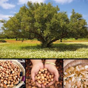 Huiles végétales et matière première - matières grasses nous sommes une société de distribution et marketing accompagne des coopératives agricoles spécialisées dans la production d’huiles d 'argan 100% bio cosmétique( gels douches,  gommage corps visage, shampoing, ect et alimentaire,  figue de barbarie. argile(verte