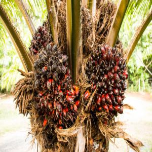 Huiles de palmier, banane, Anacarde  - autres a la recherche de clients international interesse de faire du business avec moi dans le domaine de l agriculture. je produits et transforme la banane,  le huiles de palmier,  vain de palme,  anacarde ,  le manioc(benin )