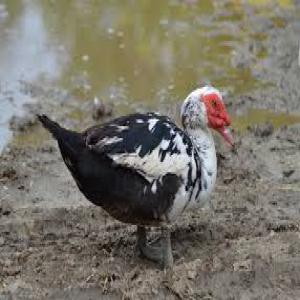 Vends des canards du race origine d'Afrique  - animaux vivants bonjour,  --nous travaillons ensemble avec les coopératives  qui  élèves des canards de race afrique. --nous sommes à la recherche des acheteurs. --