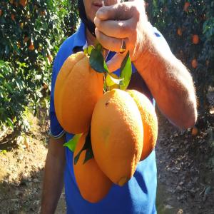 ORANGE NAVELINA  ESPAGNE  - fruits et légumes oranges varieté navelina conventionnel d'excellente qualité gustative conditionne dans des cartons 10kg /15kg calibre 1/ 2.  n'esitez pas a nous conctacte. merci--