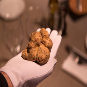 Truffe blanche - champignon levure nous représentons un consortium de cueilleurs de truffes serbe. livraison possible dans tout l'europe. la truffe blanche est un produit très raffiné,  cueillie avec délicatesse et un grand savoir faire. nos truffes sont cueillies de la mi-septembre jusqu'en fin septembre. 